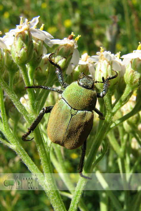 Hoplia argentea del Canavese
